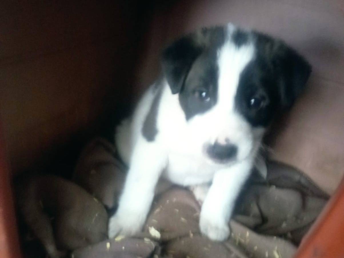 Vuoi adottare un cane a Caserta?