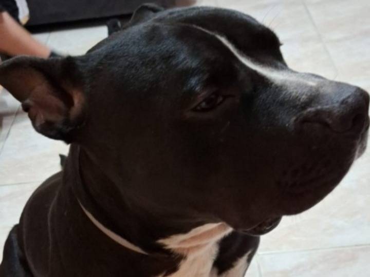 Adozione cane, maschio, American Staffordshire Terrier Razza sconosciuta, 2 anni e 8 mesi, taglia grande, Torino