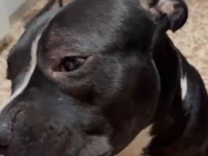 Adotta un cane, maschio, 2 anni e 8 mesi, Torino