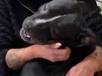 Adotta un cane, taglia grande, maschio, Torino