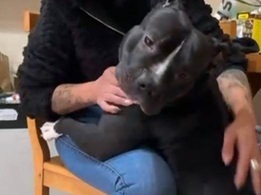 Adotta il cane Ares a Torino