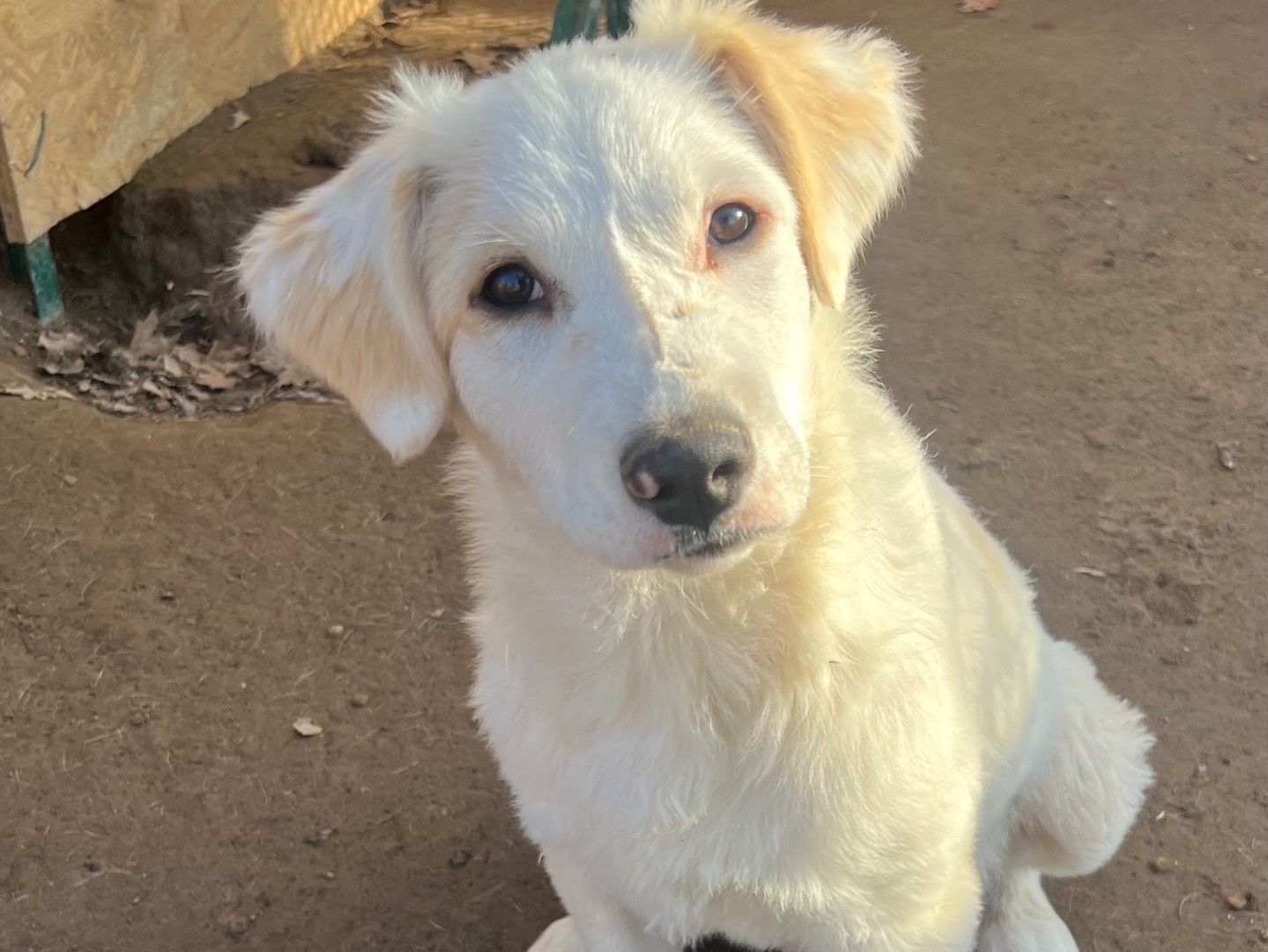 Adozione cane, maschio, Razza sconosciuta Razza sconosciuta, 4 mesi, taglia media, Roma
