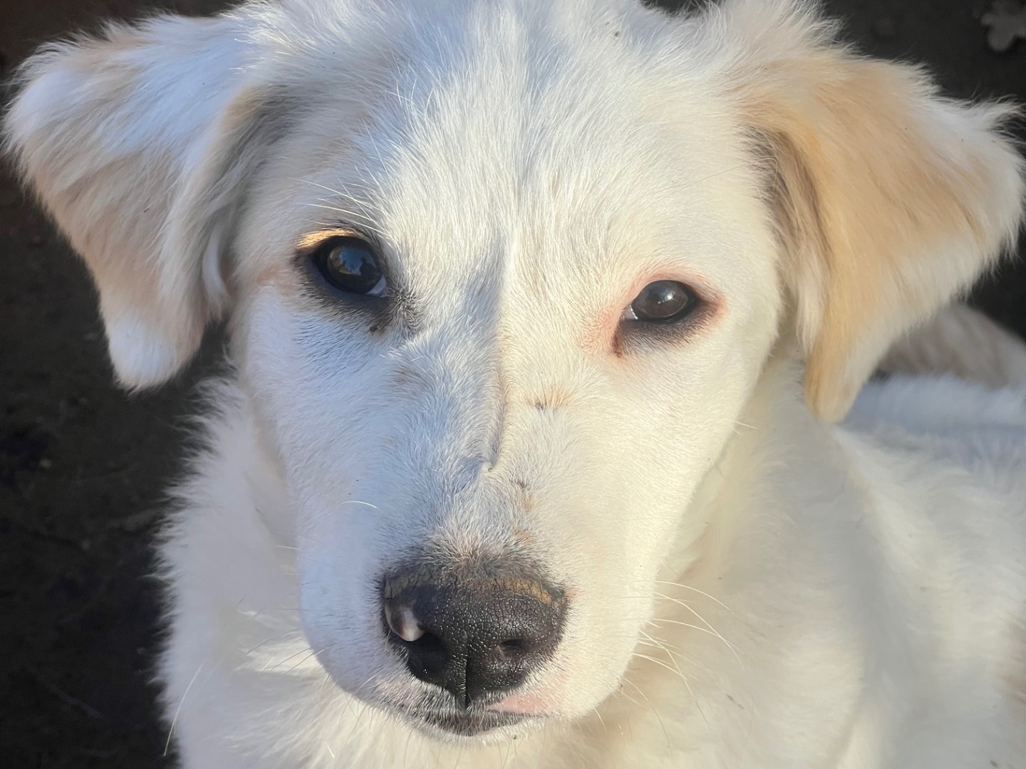 Adotta un cane, maschio, 4 mesi, Roma