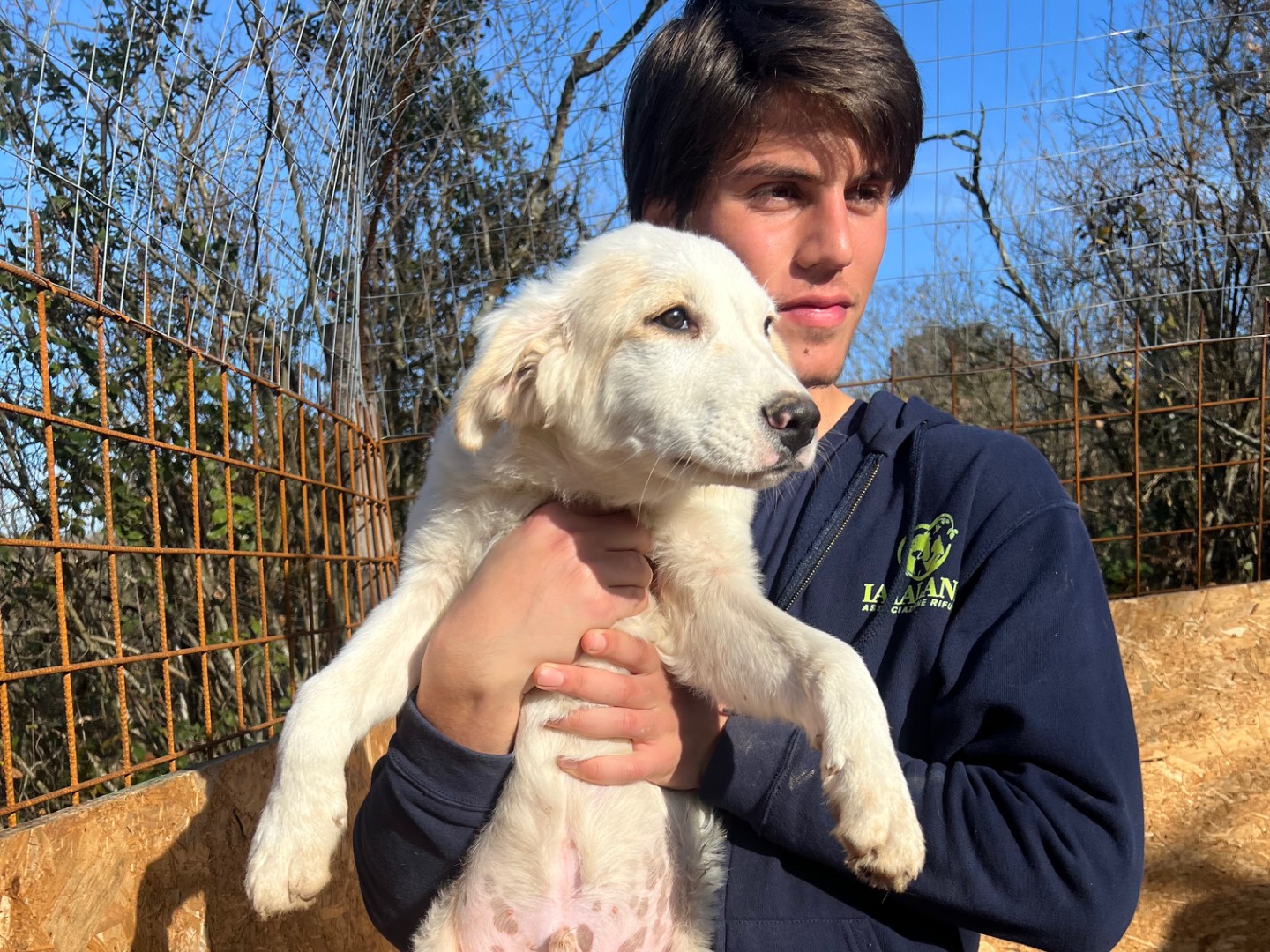 Adotta un cane, taglia media, maschio, Roma