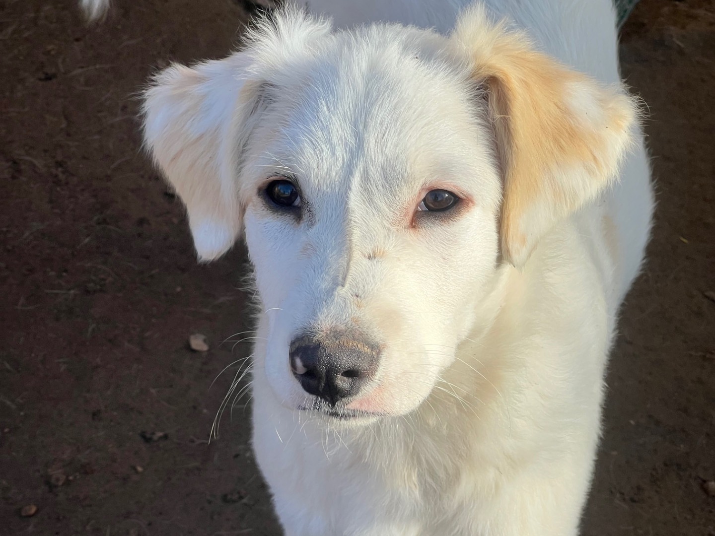 Vuoi adottare un cane a Roma?