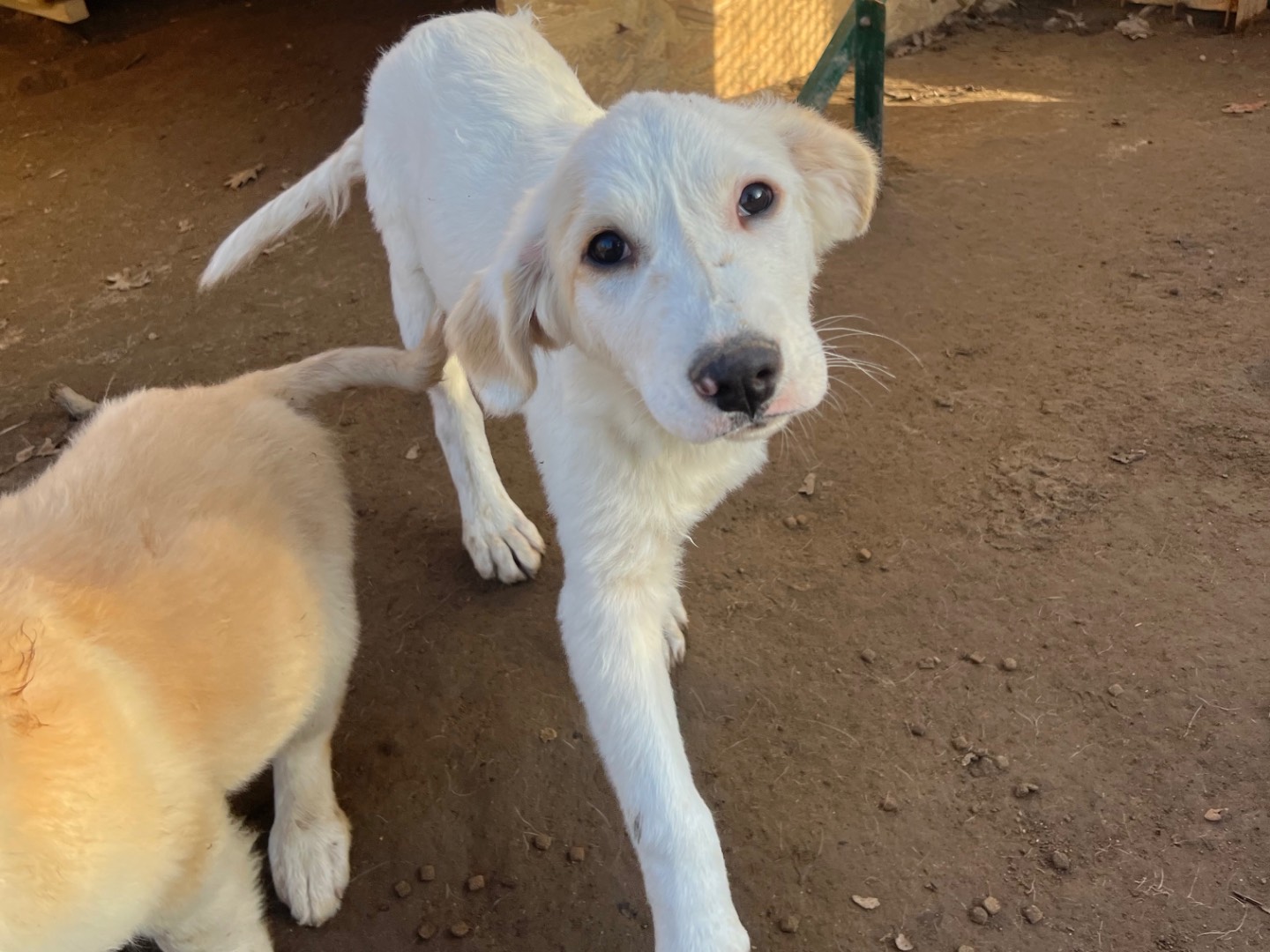 Adotta il cane Loki a Roma