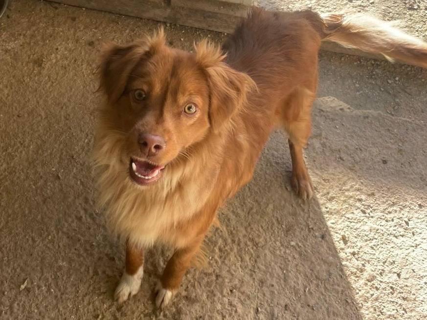 Adozione cane, femmina, Razza sconosciuta Razza sconosciuta, 1 anno, taglia piccola, Frosinone