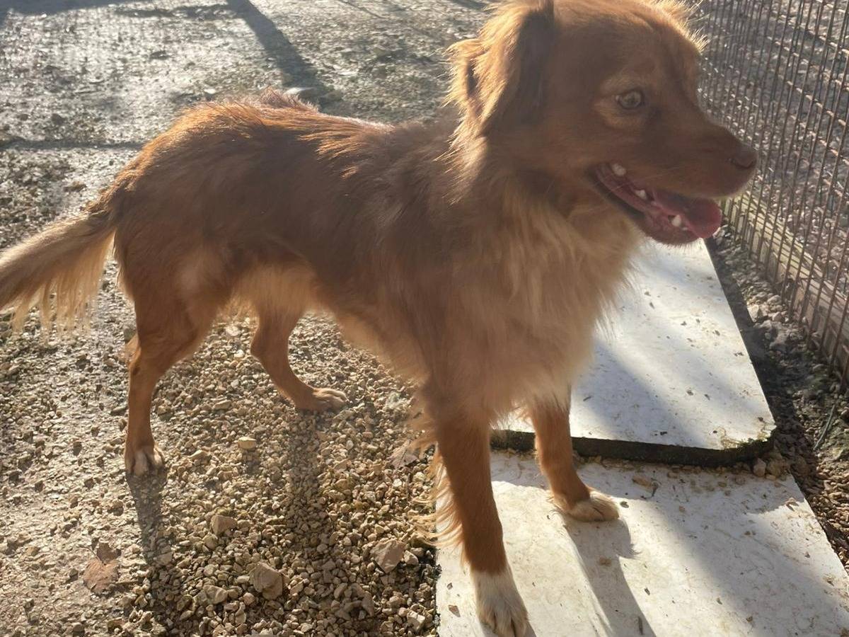 Adotta un cane, taglia piccola, femmina, Frosinone