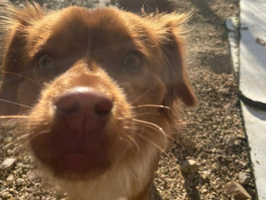 Vuoi adottare un cane a Frosinone?