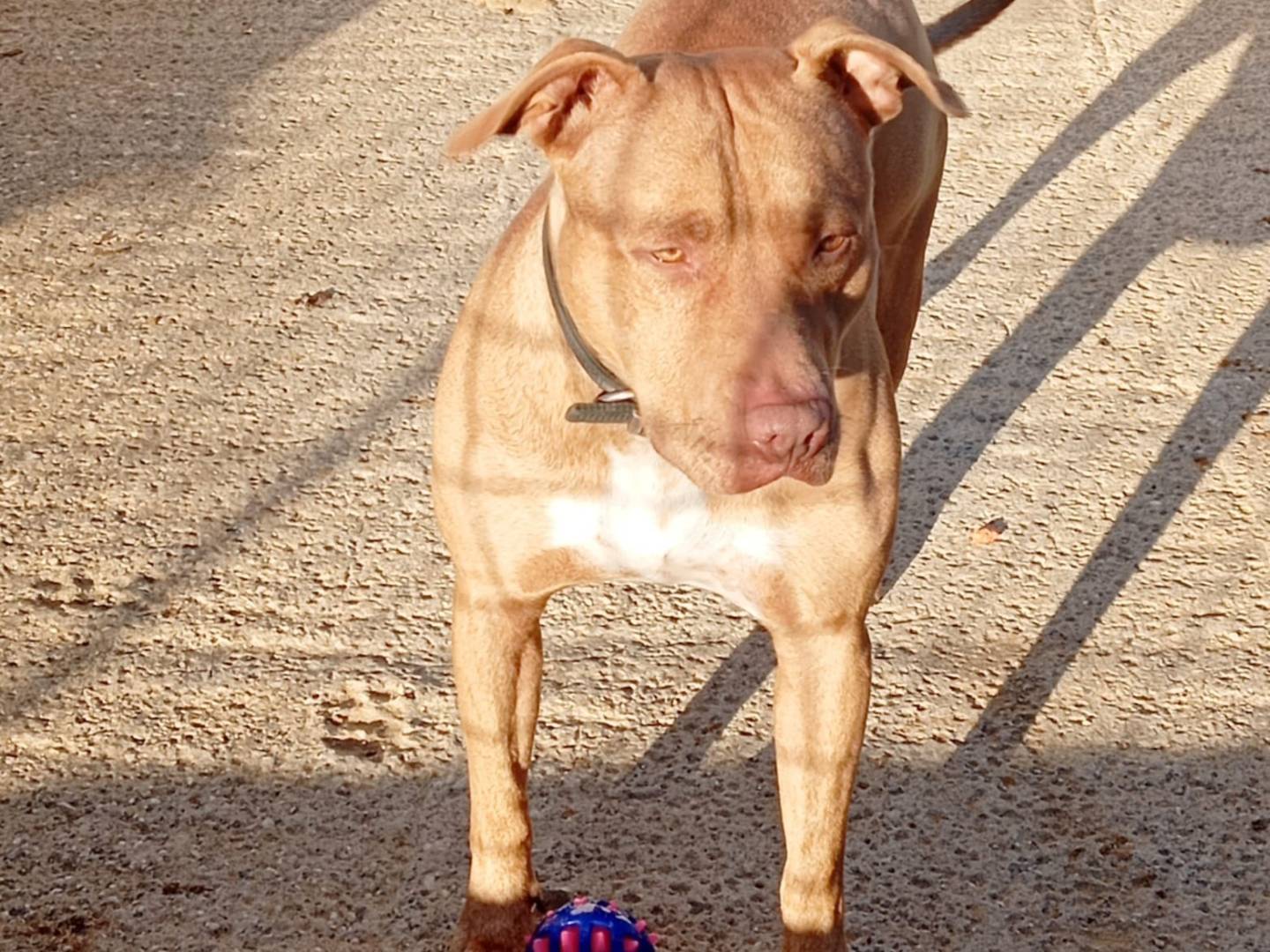 Adozione cane, maschio, Pitbull Razza sconosciuta, 2 anni e 8 mesi, taglia grande, Agrigento