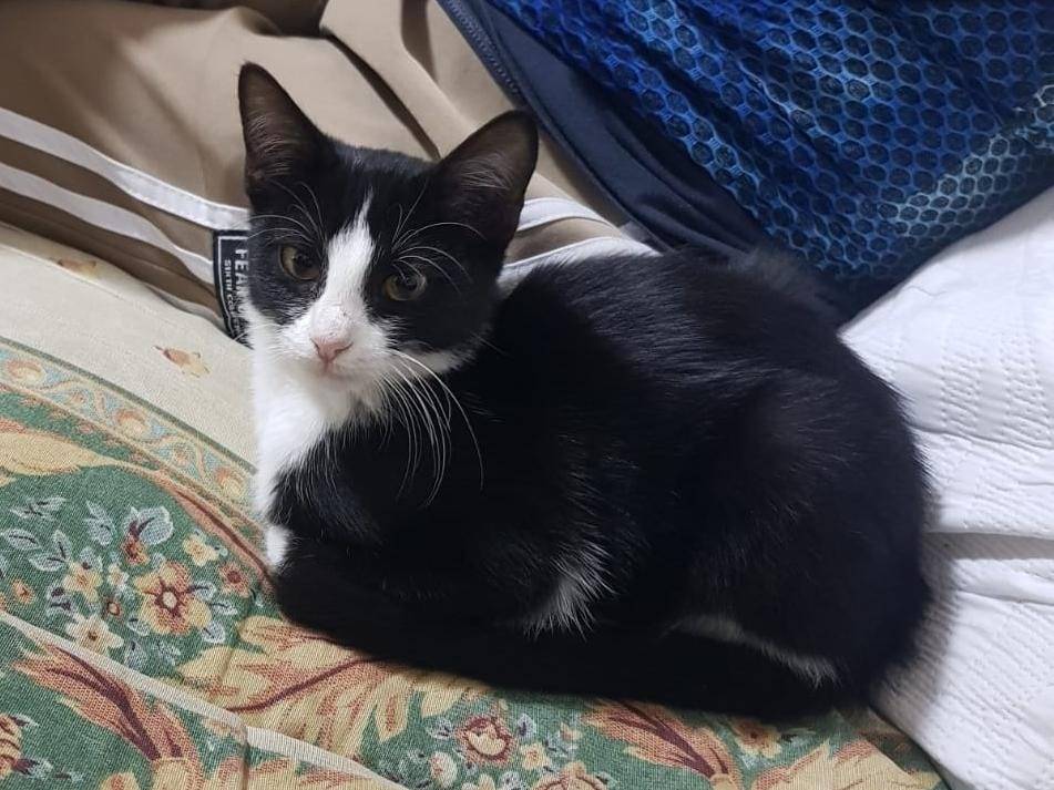 Adozione gatto, femmina, Razza sconosciuta Razza sconosciuta, 4 mesi, taglia non valida, Caserta