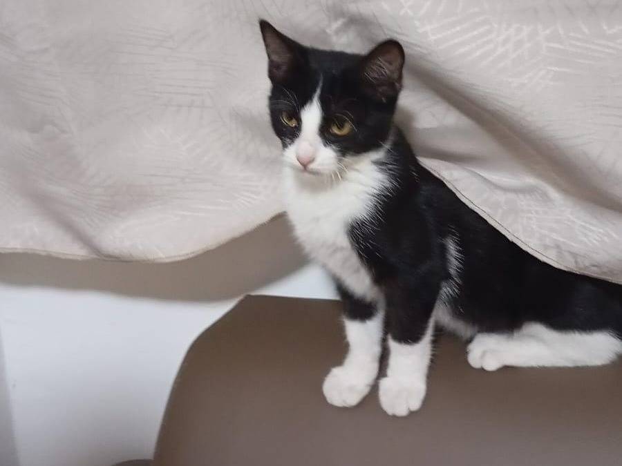 Adotta un gatto, femmina, 4 mesi, Caserta