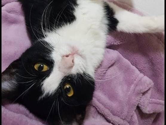 Adotta un gatto, taglia non valida, femmina, Caserta