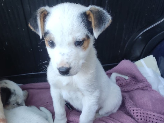 Adozione cane, maschio, Razza sconosciuta Razza sconosciuta, 2 mesi, taglia media contenuta, Avellino