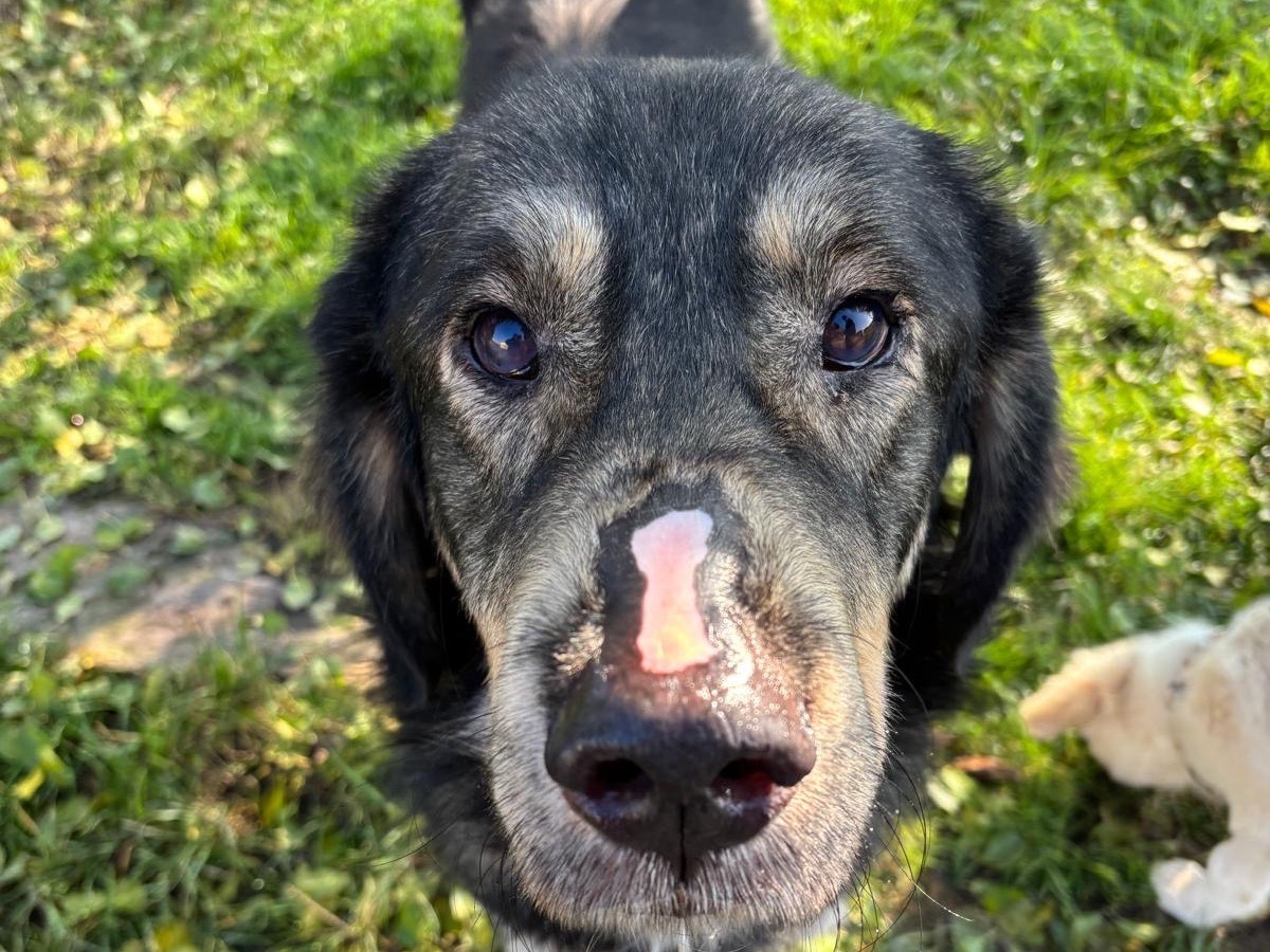 Adozione cane, maschio, Razza sconosciuta Razza sconosciuta, 1 anno e 6 mesi, taglia gigante, Milano
