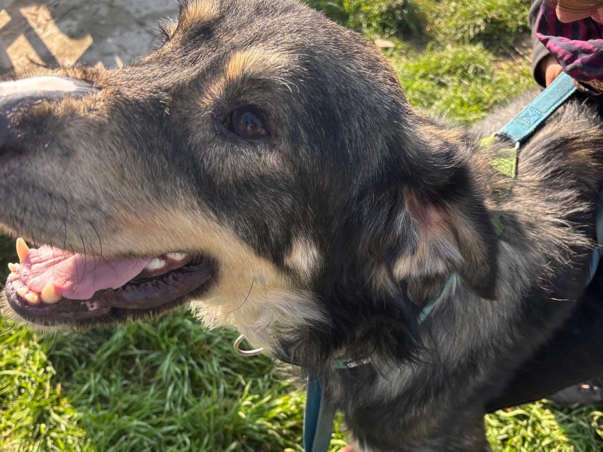 Adotta un cane, taglia gigante, maschio, Milano