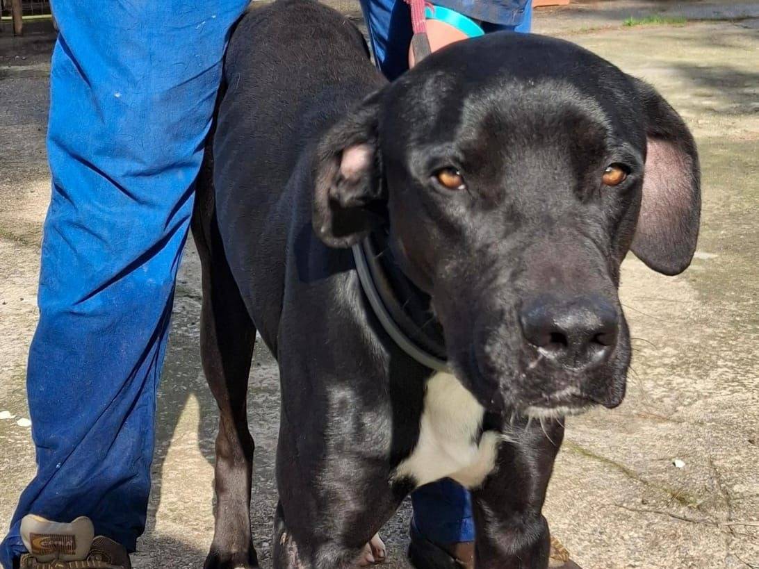 Adozione cane, maschio, Razza sconosciuta Razza sconosciuta, 1 anno e 6 mesi, taglia media, Crotone