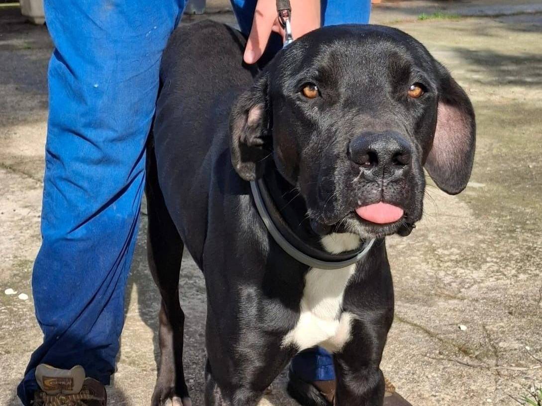 Adotta un cane, maschio, 1 anno e 6 mesi, Crotone