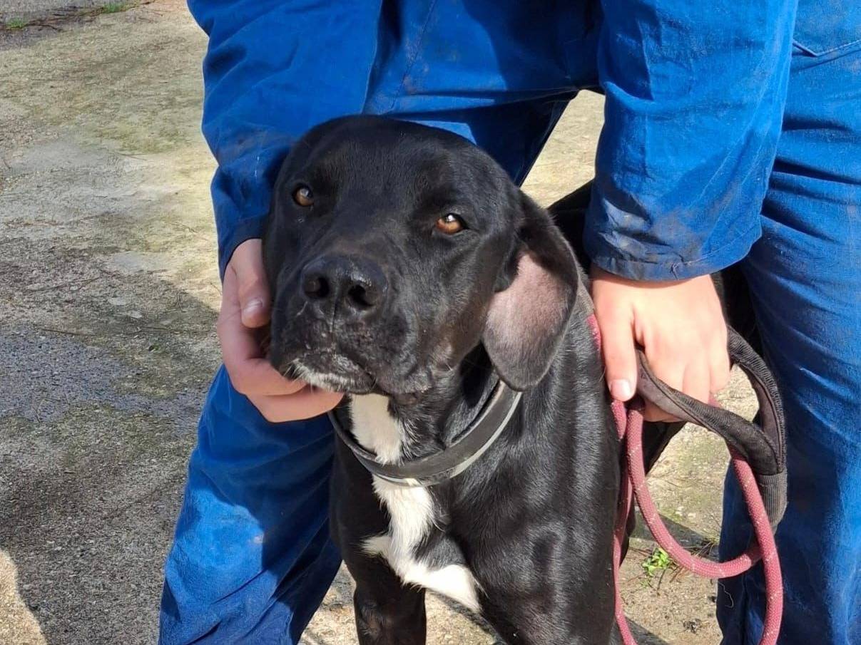 Adotta un cane, taglia media, maschio, Crotone