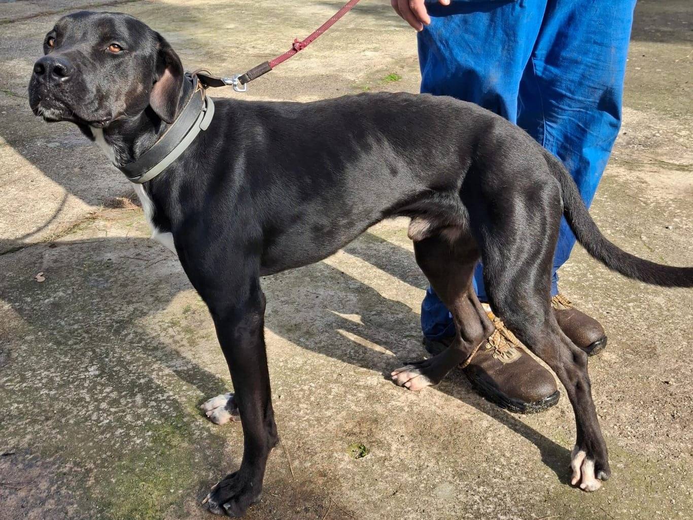 Vuoi adottare un cane a Crotone?