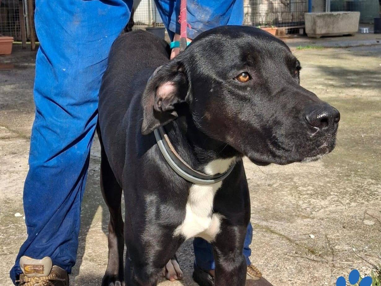 Adotta il cane Benny a Crotone