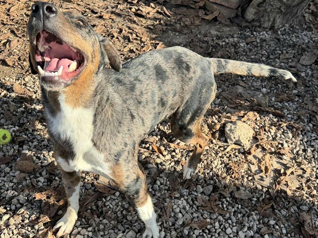 Adotta un cane, femmina, 1 anno e 1 mese, Teramo