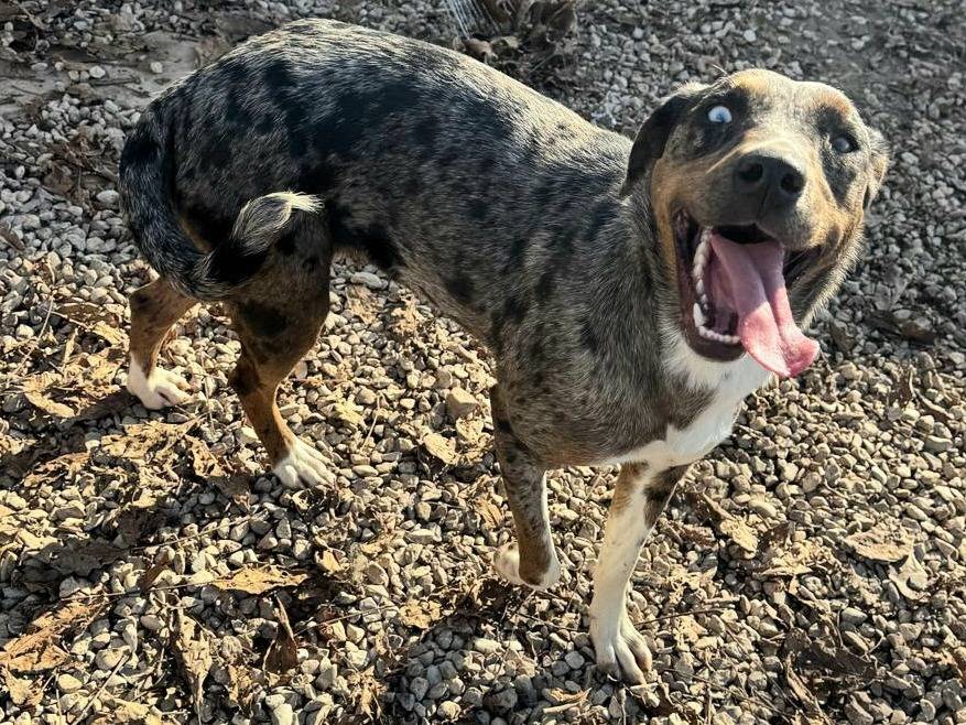 Adotta un cane, taglia media, femmina, Teramo