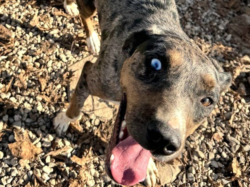 Vuoi adottare un cane a Teramo?