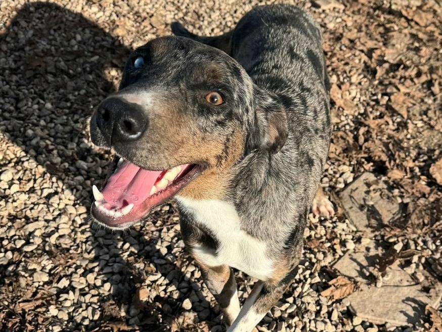 Adotta il cane Astrid a Teramo