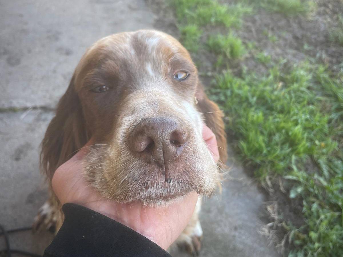 Vuoi adottare un cane a Cremona?