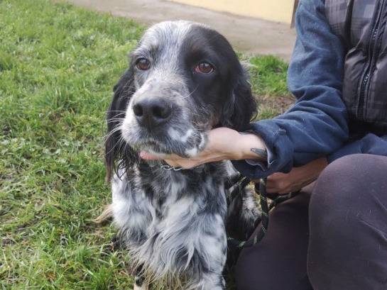 Adozione cane, maschio, Setter Inglese Razza sconosciuta, 3 anni e 4 mesi, taglia media, Cremona
