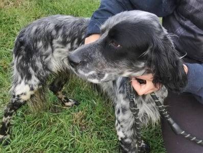 Adotta un cane, taglia media, maschio, Cremona