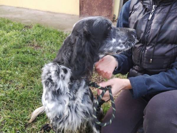 Adotta il cane REGAN a Cremona
