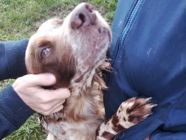 Adotta il cane LUNA a Cremona