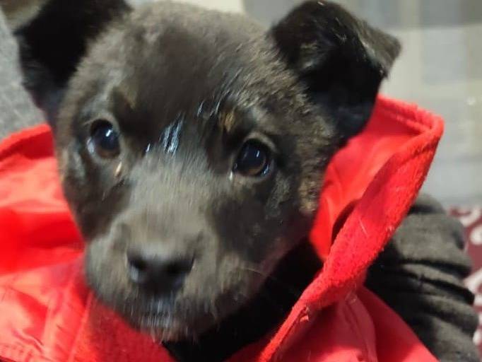 Adozione cane, femmina, Razza sconosciuta Razza sconosciuta, 3 mesi, taglia media contenuta, Caserta