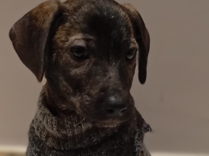 Adozione cane, maschio, Razza sconosciuta Razza sconosciuta, 2 mesi, taglia media, Avellino