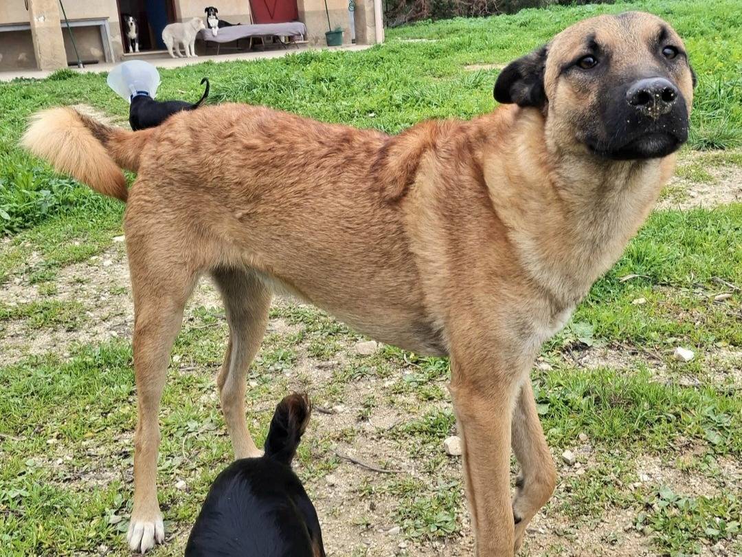 Vuoi adottare un cane a Palermo?