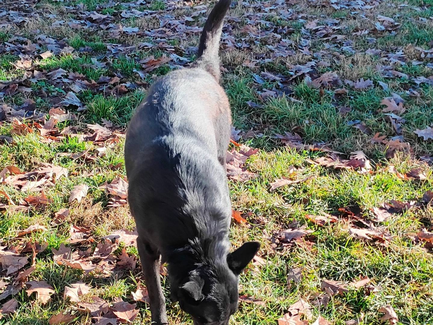 Adozione cane, femmina, Razza sconosciuta Razza sconosciuta, 3 anni e 3 mesi, taglia media, Cuneo
