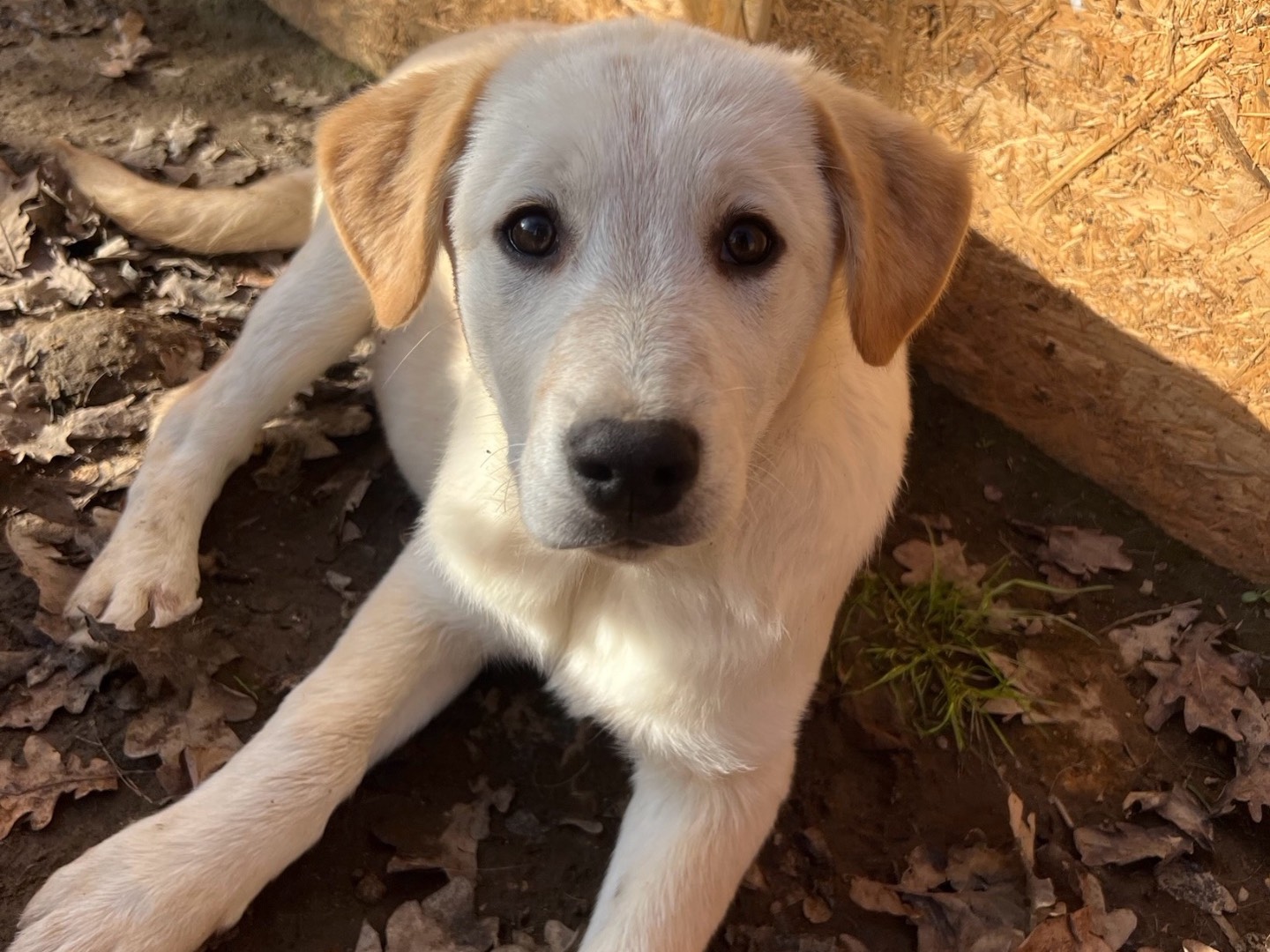Adozione cane, maschio, Labrador Retriever Razza sconosciuta, 4 mesi, taglia media, Roma