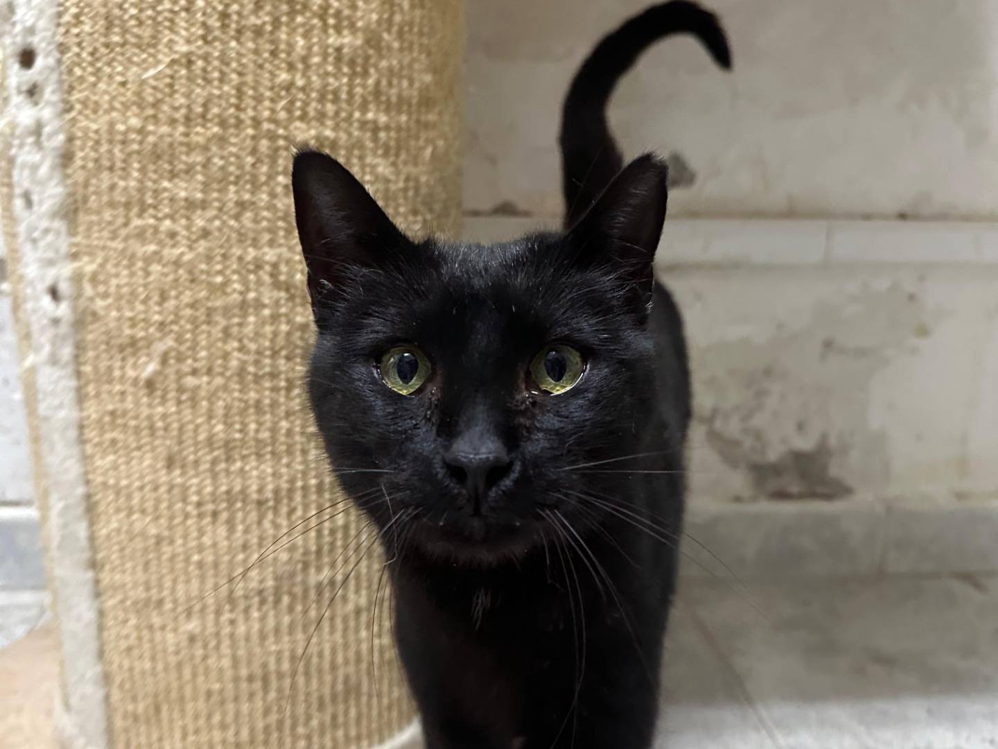 Adozione gatto, maschio, Razza sconosciuta Razza sconosciuta, 1 anno e 10 mesi, taglia non valida, Viterbo