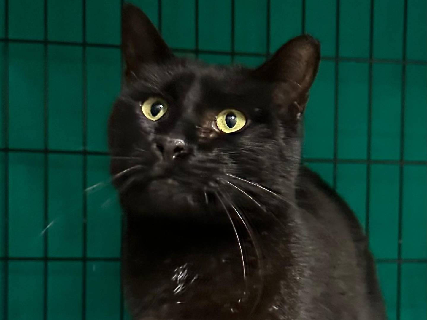 Adotta un gatto, maschio, 1 anno e 10 mesi, Viterbo