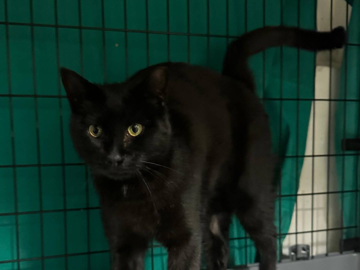 Adotta un gatto, taglia non valida, maschio, Viterbo