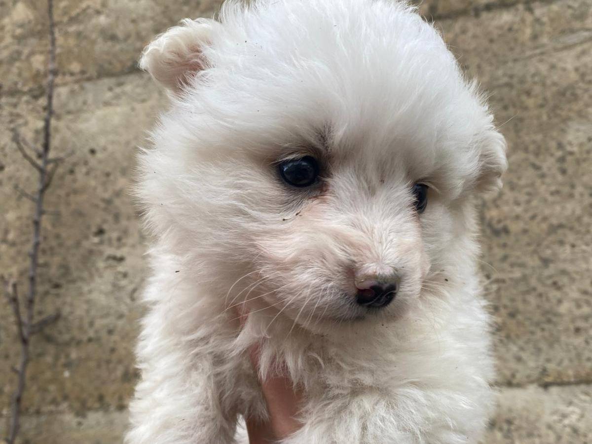 Adotta un cane, femmina, 1 mesi, Caltanissetta