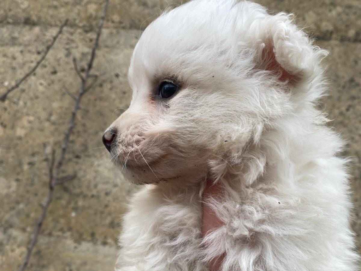 Adotta un cane, taglia media, femmina, Caltanissetta