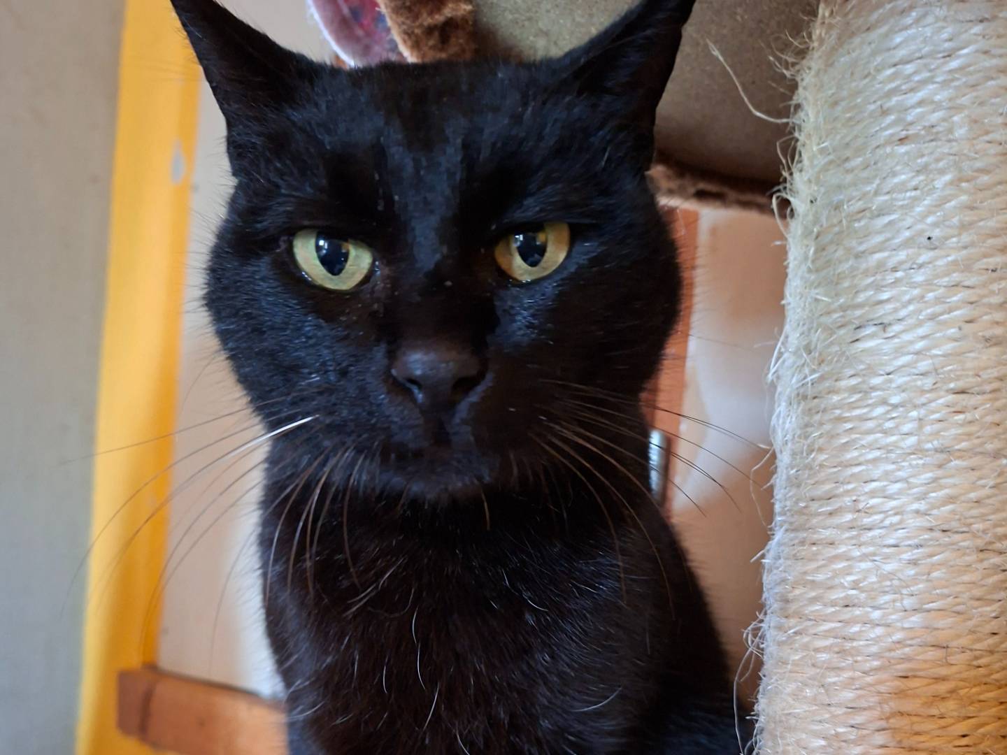 Adozione gatto, maschio, Razza sconosciuta Razza sconosciuta, 5 anni e 9 mesi, taglia non valida, Asti