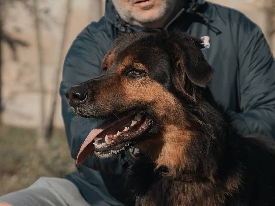 Adotta un cane, taglia media, maschio, Caserta