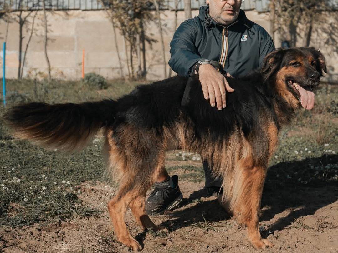 Vuoi adottare un cane a Caserta?