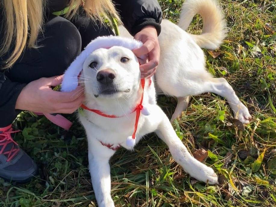 Adozione cane, maschio, Razza sconosciuta Razza sconosciuta, 9 mesi, taglia media, Varese