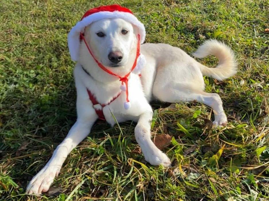 Adotta un cane, maschio, 9 mesi, Varese
