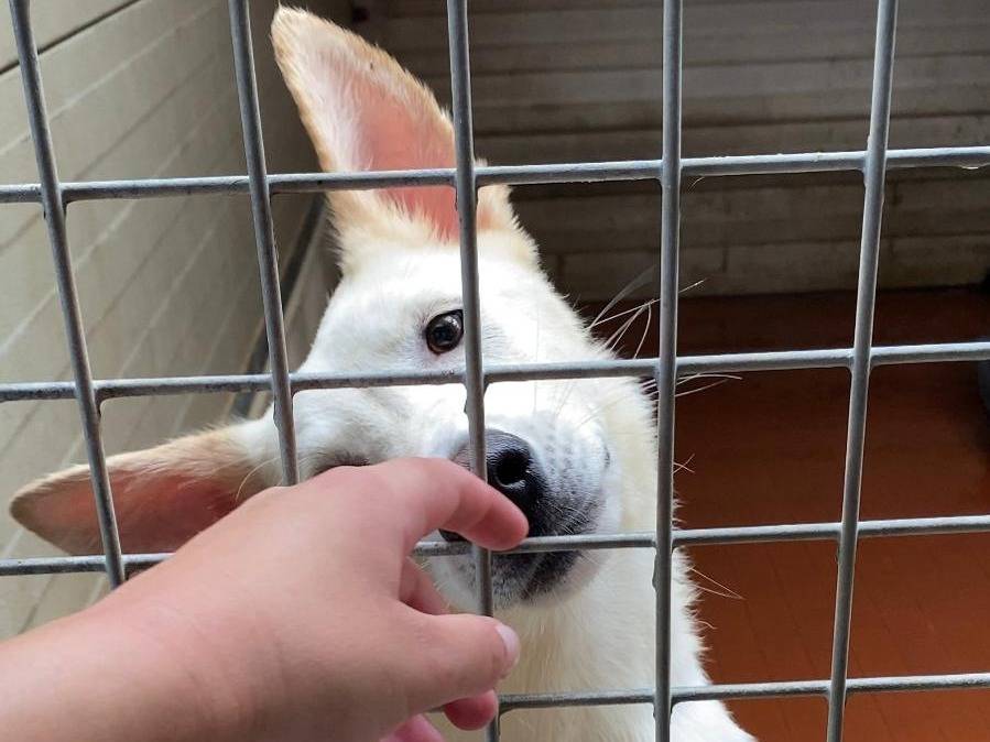 Adotta un cane, taglia media, maschio, Varese